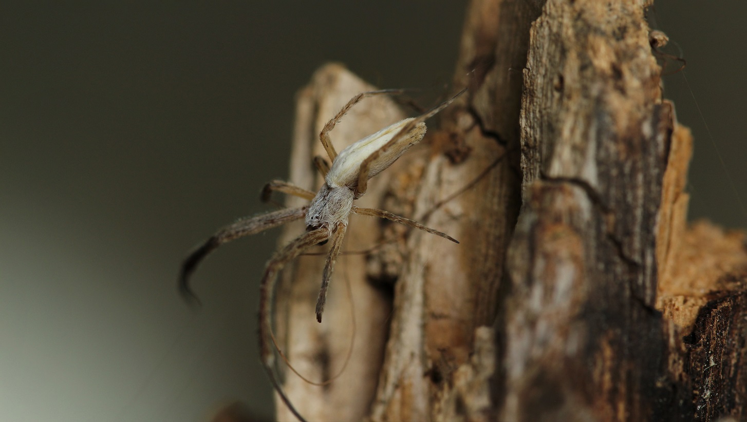 Uloborus walkenaerius, maschio - Gargano (FG)